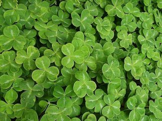 St. Patrick’s Events Galore in Atlanta! St. Patrick’s Events Galore in Atlanta!